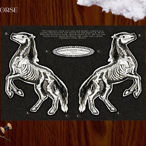 May include: A black and white illustration of a horse skeleton, part of the Animal Anatomy Collection. The image includes text that says "HORSE" and instructions for a cut-and-sew project. The horse is depicted in a rearing pose.