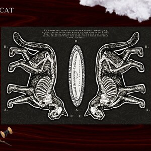 May include: A black and white illustration of a cat skeleton, part of the "Animal Anatomy Collection" by Tina Schofield. The image includes instructions for cutting and sewing the cat outline. The word "CAT" is at the top.