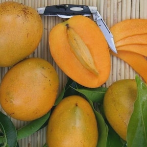 May include: Several whole yellow-orange mangoes and one halved mango with a visible pit, accompanied by four thin mango slices and a folded pocket knife with a black handle. The fruit is arranged with green leaves around the base of the mangoes.