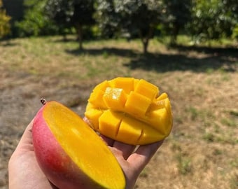 May include: A fresh mango cut into two distinct pieces. One piece is a smooth, halved section with a vibrant red and yellow skin and bright orange flesh. The other piece is scored into a grid pattern, revealing the juicy, golden-yellow fruit.