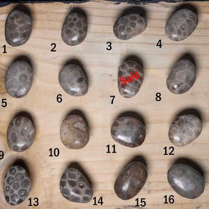 Polished Petoskey Stone Cabinet Knobs - Drawer Pulls (Nickel/Silver plated Hardware)