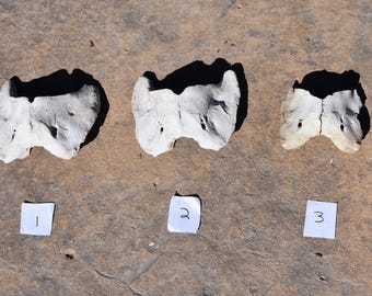 Natural Animal vertebra spinal column bones: choice, C-1, atlas, oddities, bones