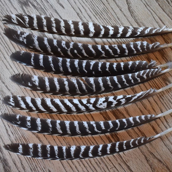 Set of 7 Natural wild turkey wing feathers, brown bird feather, decorating, jewelry wild animals, turkeys, real feather, feathers to paint