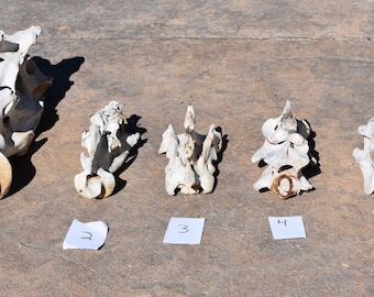 Natural Animal Vertebra Bone: Oddities, Crafting, Decor - Choice of 1