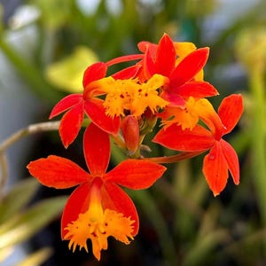 May include: A cluster of vibrant orange and yellow orchid flowers. Each bloom features five distinct petals with a ruffled, fringed labellum at the center. The petals display a gradient of deep orange at the tips transitioning to bright yellow.