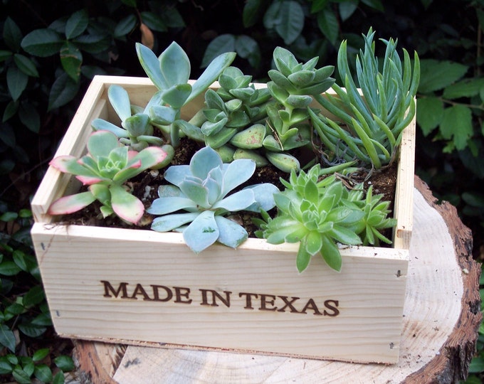 Succulent Centerpieces Garden Terrariums Living Walls Gift Etsy