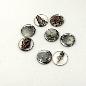 May include: A collection of seven circular buttons, each featuring a distinct, detailed illustration of a seashell in shades of brown, gray, and white. The buttons are translucent with a smooth, glossy finish and visible holes for attachment.