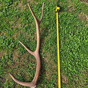 Può includere: Un singolo palco di cervo marrone con tre punte distinte, posizionato accanto a un metro a nastro giallo che indica una lunghezza di circa 61 centimetri dalla base alla punta più alta, mostrando una superficie organica e strutturata.