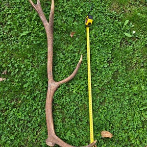 Könnte beinhalten: Ein einzelnes braunes Hirschgeweih mit strukturierter Oberfläche und drei ausgeprägten Enden. Ein gelbes Maßband liegt vertikal neben dem Geweih und zeigt eine Gesamtlänge von etwa 60 cm von der Basis bis zur Spitze an.
