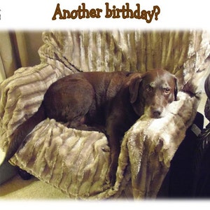 Chocolate Lab Relaxing in Chair