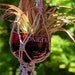 Solerno Liqueur Bottle Planter with Macrame Plant Hanger - Hanging Macrame Glass Bottle Planter