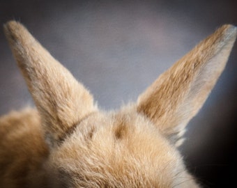 Bunny Ears.
