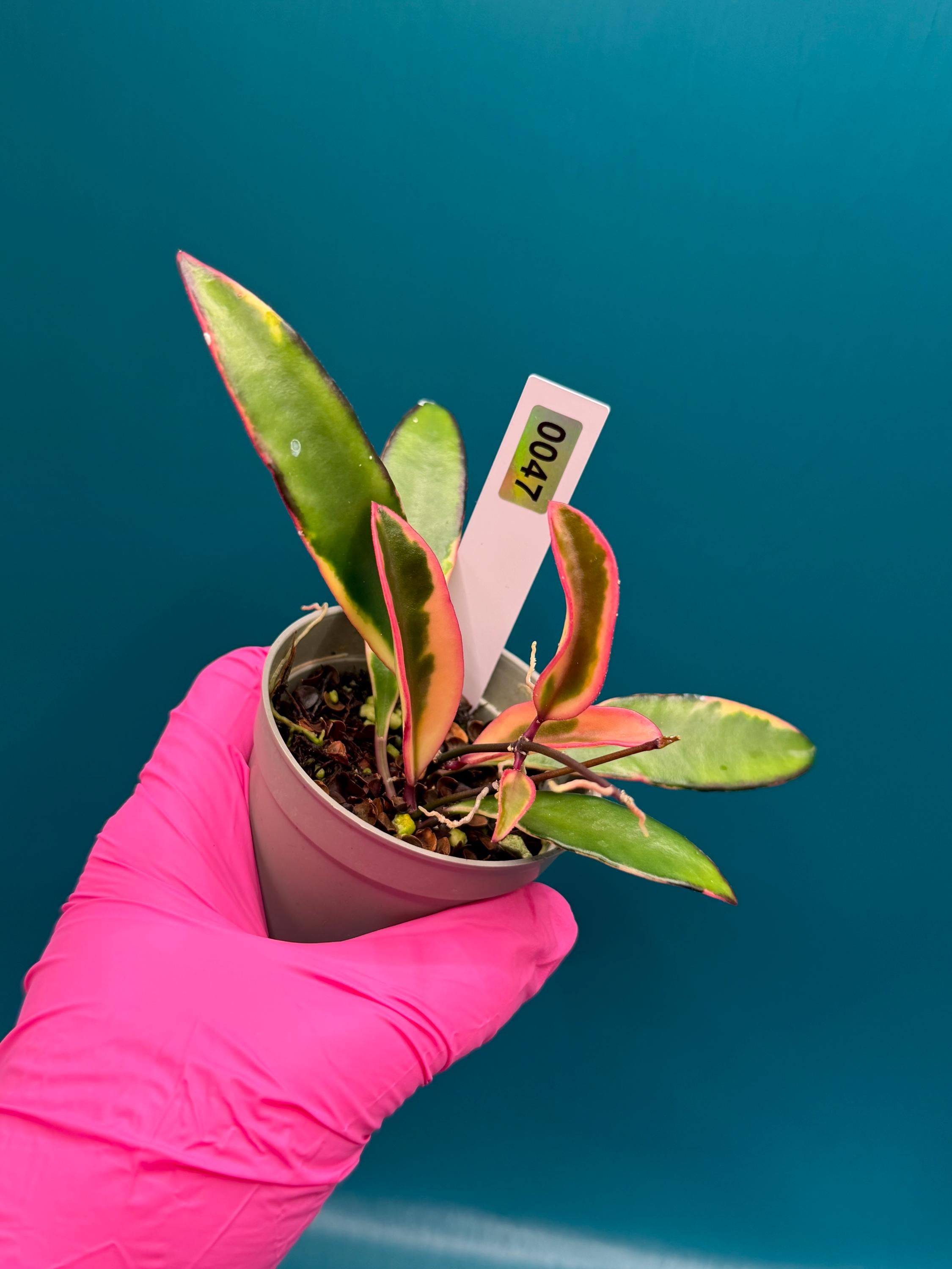 Wayetii hoya - Etsy 日本