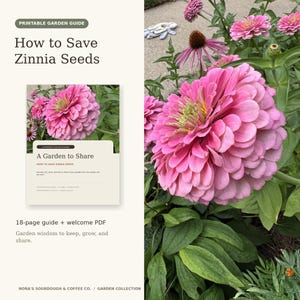 May include: A printable garden guide titled How to Save Zinnia Seeds, featuring an 18-page guide and welcome PDF. The document includes text about harvesting and drying seeds, with a photograph of pink zinnia flowers and green foliage.