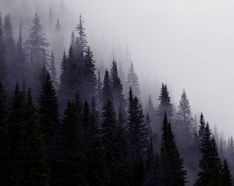 Nature Photography, Mountain Photography, Trees in Mist, Fine Art Photography, Mountain Photos, Canadian Rockies, Black and White Photo