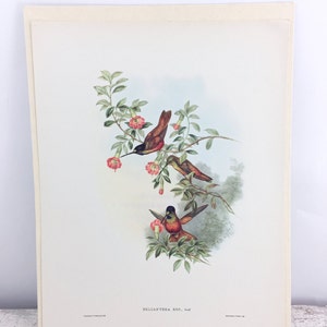 Vintage Full Color Fine Art Bird Bookplate