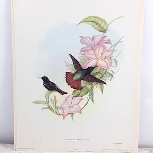 Vintage Full Color Fine Art Bird Bookplate