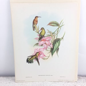 Vintage Fine Art Full Color Bird Bookplate