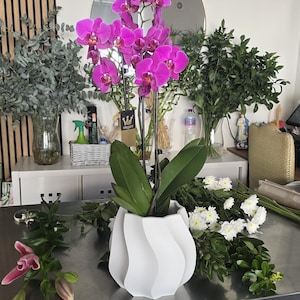 Könnte beinhalten: Eine leuchtend magentafarbene Phalaenopsis-Orchidee mit mehreren blühenden Blüten und dunkelgrünen Blättern, eingetopft in einen weißen, mattierten, spiralförmig gewellten zylindrischen Übertopf. Ein kleines schwarzes Etikett mit einem goldenen Kronenlogo ist befestigt.