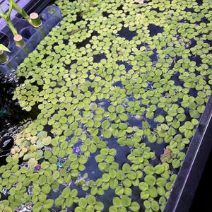 May include: A dense collection of small, round, bright green floating aquatic plants covering the surface of dark water in a tank, with a blue plastic plant holder containing green stalks visible in the upper left corner.