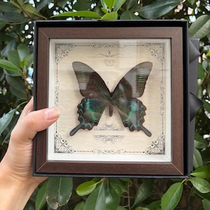 Può includere: Una cornice quadrata in legno marrone scuro contenente una farfalla preservata con ali scure caratterizzate da segni iridescenti verdi e blu. La farfalla è montata su uno sfondo color crema con bordi e motivi decorativi in filigrana nera.