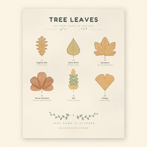 May include: A cream-colored educational poster titled TREE LEAVES six that turn in autumn. It displays six illustrated leaves labeled English Oak, Silver Birch, Sycamore, Horse Chestnut, Ash, and Ginkgo with scientific names. Text reads LOOK DOWN IN OCTOBER.