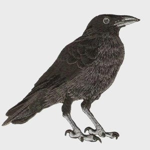 Parche bordado Black Raven Crow de 10 cm (4 pulgadas) para chaqueta o chaleco de motociclista. Aplique termoadhesivo.