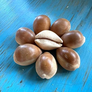 Zeldzame goudbruine kaurischelpen, set van 8, Hawaiiaanse sieraden, ambachten, decor (28-30 mm) #146
