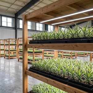 May include: Rows of wooden shelving units in a large indoor facility, each holding multiple black plastic trays filled with small green pineapple plants. Each shelf is equipped with long, bright LED grow lights to provide illumination.