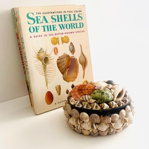 May include: A decorative seashell box with a black rim and lid, adorned with various seashells in shades of brown, tan, orange, and green. Beside it, a stack of vintage books titled "Sea Shells of the World" with illustrations.