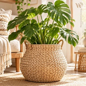 Puede incluir: Una gran planta Monstera de color verde vibrante con hojas anchas y divididas, colocada en una cesta redonda de pasto marino tejido en tono bronceado claro con dos asas laterales resistentes. La cesta tiene un patrón trenzado y un tapete circular.