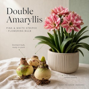 May include: Double Amaryllis pink and white striped flowering bulb. The text reads: Double Amaryllis, PINK & WHITE STRIPED FLOWERING BULB, Dormant bulb, ready to plant, Fully double ruffled blooms, EASY TO GROW INDOORS. Includes three bulbs.