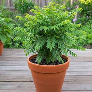 May include: A curry leaf plant with vibrant green, pinnate leaves growing in a dense, bushy shape. The plant is potted in a round, terracotta-colored clay pot filled with dark potting soil, showcasing a healthy and well-maintained appearance.
