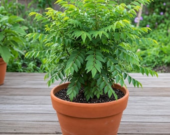 Live Curry Leaf Plant, Murraya koenigii | Indian Curry Tree | Potted Herb