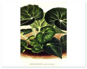 Begonia Botanical Art Print – Green Foliage