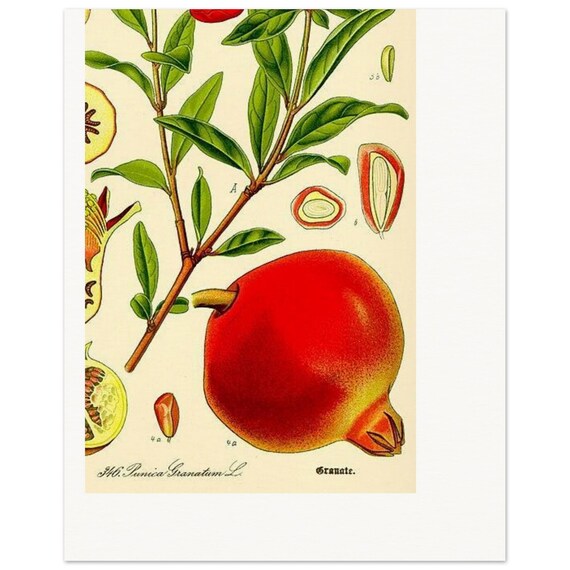 Pomegranate Botanical Art Print – Vintage Illustration