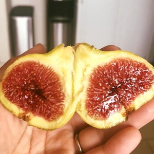 4 Panache a.k.a Tiger Stripe Fig Cuttings with FREE PRIORITY SHIPPING!