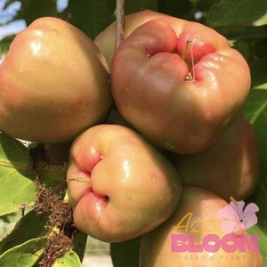 5 Sweet Java Apple Seeds, Wax Apple, Syzygium Samarangense, Tropical Fruit Tree Seeds, Exotic Garden Plant
