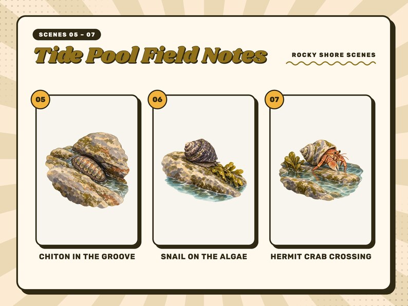 Scenes 05 to 07 of 16 from the Tide Pool Field Notes set: 05 Chiton in the Groove, 06 Snail on the Algae, and 07 Hermit Crab Crossing.