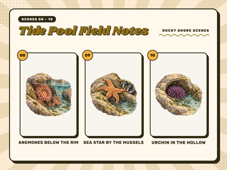 Scenes 08 to 10 of 16 from the Tide Pool Field Notes set: 08 Anemones Below the Rim, 09 Sea Star by the Mussels, and 10 Urchin in the Hollow.