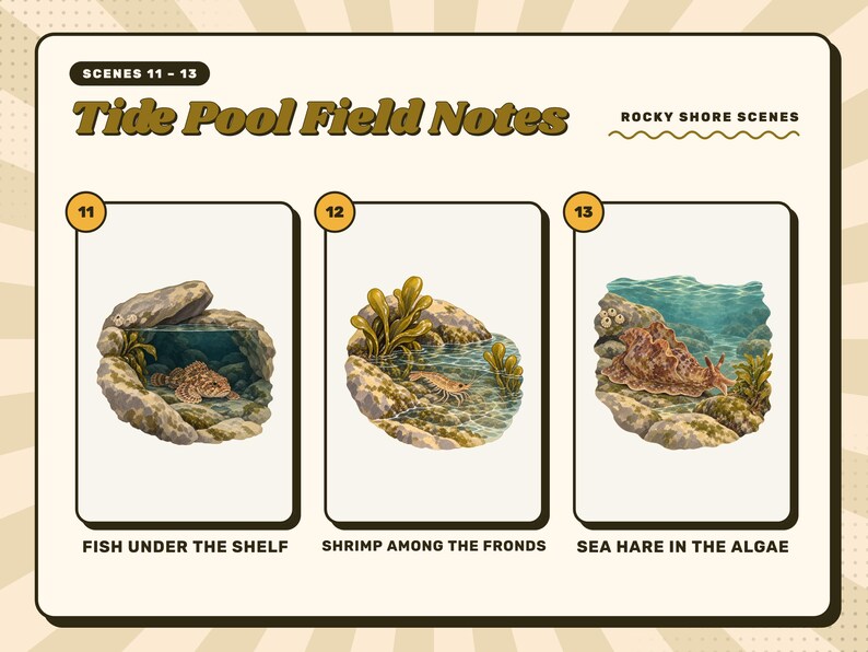 Scenes 11 to 13 of 16 from the Tide Pool Field Notes set: 11 Fish Under the Shelf, 12 Shrimp Among the Fronds, and 13 Sea Hare in the Algae.