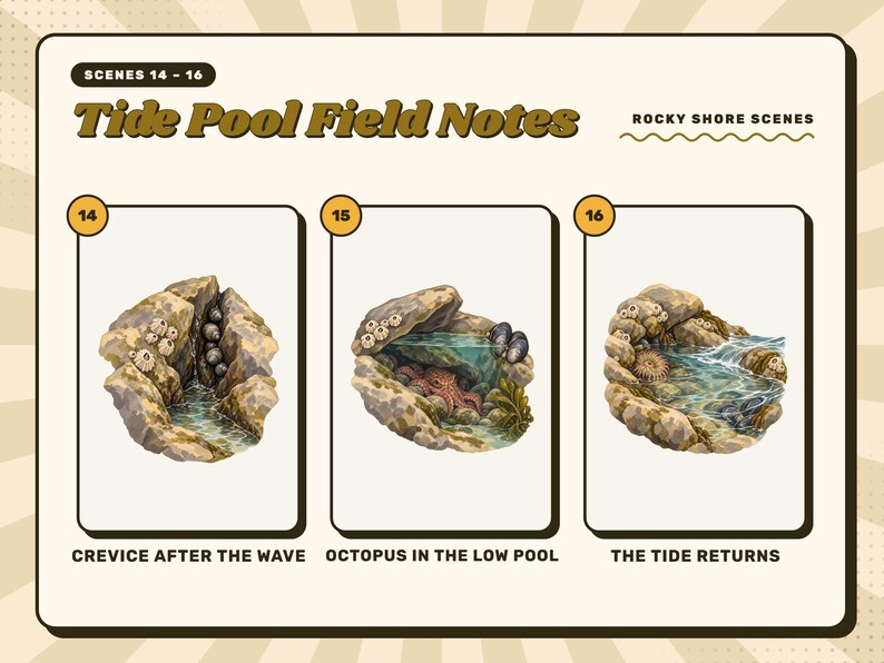 Scenes 14 to 16 of 16 from the Tide Pool Field Notes set: 14 Crevice After the Wave, 15 Octopus in the Low Pool, and 16 The Tide Returns.
