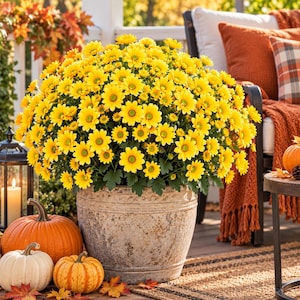 May include: A large, round potted plant featuring numerous bright yellow daisy-like flowers with green centers. The plant is housed in a weathered, light-colored stone-textured planter, surrounded by orange and white pumpkins on a wooden porch.