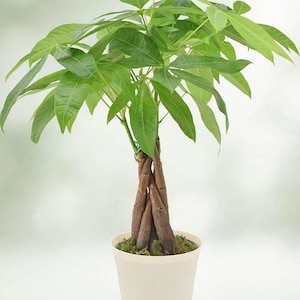 May include: A Pachira aquatica money tree plant with a braided brown trunk and vibrant green palm-like leaves. The plant is potted in a simple, solid off-white plastic container with visible green moss covering the soil surface.