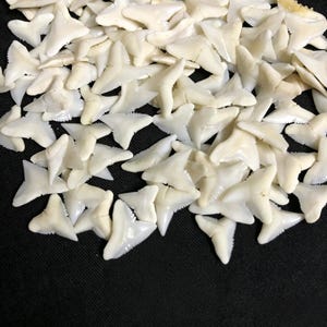 Puede incluir: Una gran colección de pequeños dientes de tiburón fosilizados de color blanco roto esparcidos sobre una superficie oscura. Cada diente presenta una corona triangular con bordes serrados y una estructura radicular distinta y variada.