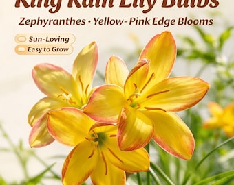 May include: King Rain Lily Bulbs, Zephyranthes, with yellow petals featuring pink edges. The text reads King Rain Lily Bulbs, Zephyranthes, Yellow-Pink Edge Blooms, Sun-Loving, and Easy to Grow. These flowers have six petals each.