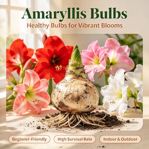 May include: A large, light-colored amaryllis bulb with visible roots and soil, surrounded by vibrant red, pink, and white amaryllis flowers. The text reads Amaryllis Bulbs, Healthy Bulbs for Vibrant Blooms, Beginner-Friendly, High Survival Rate, Indoor & Outdoor.