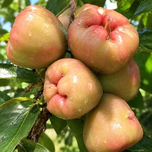 May include: A cluster of bell-shaped wax apples hanging from a tree branch. The fruit features a smooth, waxy skin with a gradient of pale green to soft pinkish-red hues, covered in small water droplets amidst dark green leaves.