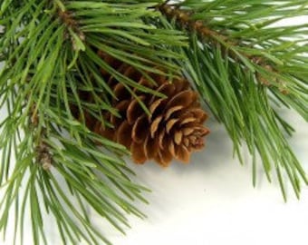 Pinion Pine Fragrance Oil