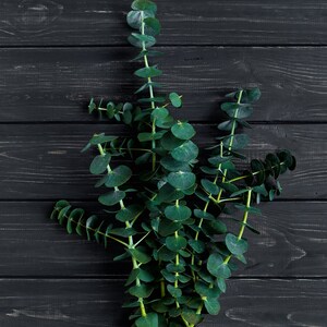 Eucalyptus Essential Oil